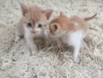 Gatinhas fofas