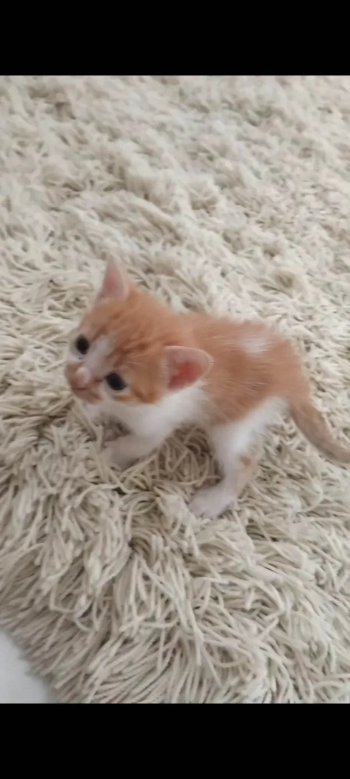 Gato ra a SRD-ViraLata idade Abaixo de 2 meses nome Gatinhas fofas 