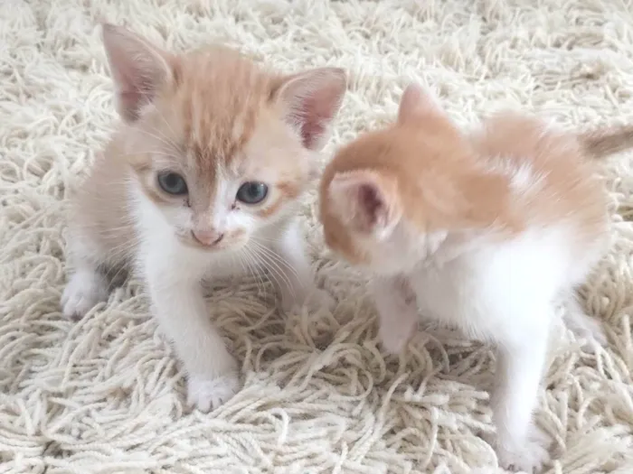 Gato ra a SRD-ViraLata idade Abaixo de 2 meses nome Gatinhas fofas 