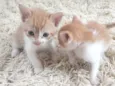 Gatinhas fofas
