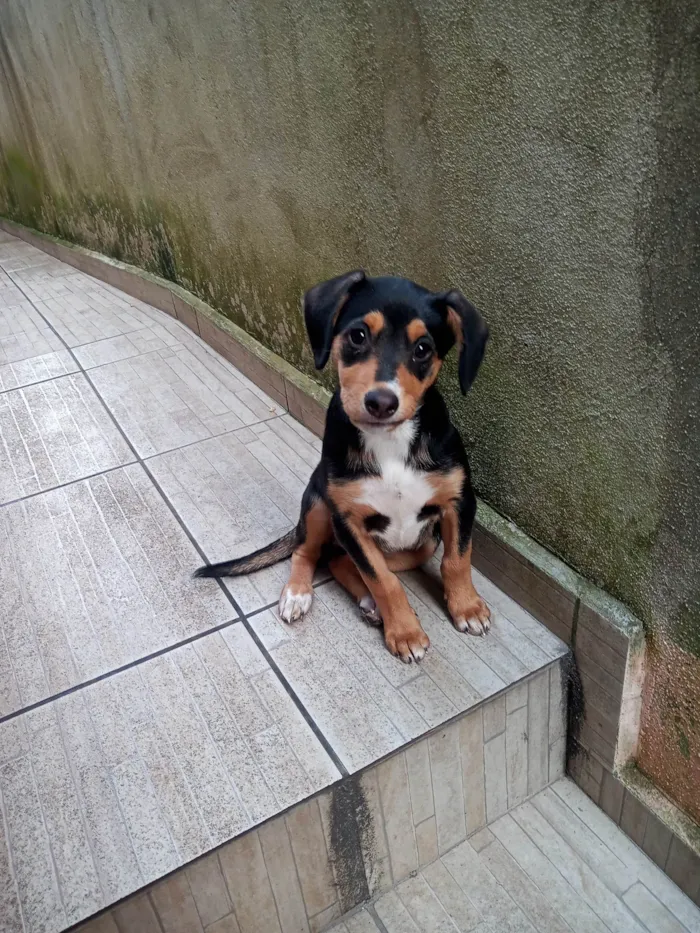 Cachorro raça  idade 2 a 6 meses nome Skye