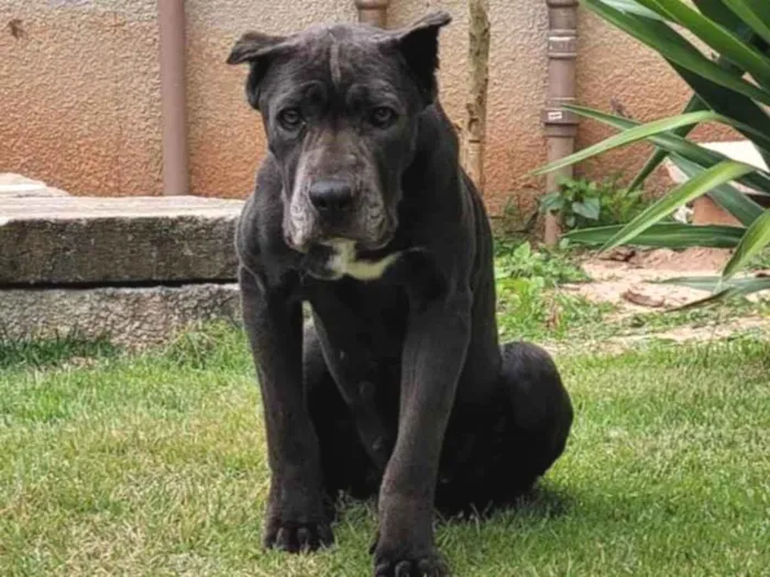 Cachorro ra a Mistura de pitbull idade 5 anos nome Sem nome