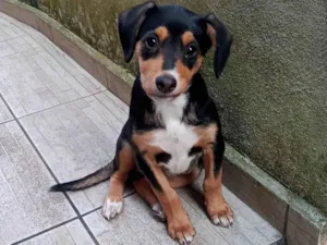 Cachorro raça  idade 2 a 6 meses nome Skye