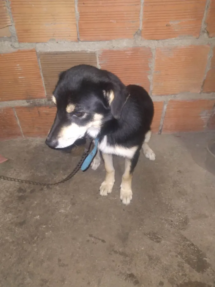 Cachorro ra a SRD-ViraLata idade 6 ou mais anos nome Bob 