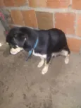 Bob 
