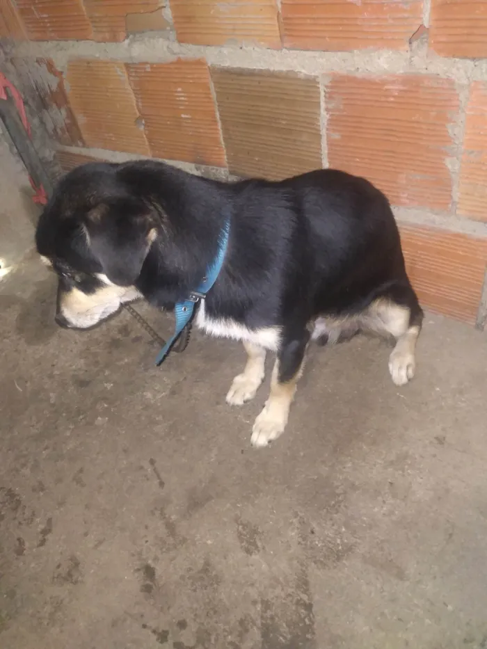 Cachorro ra a SRD-ViraLata idade 6 ou mais anos nome Bob 