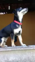 Bob 