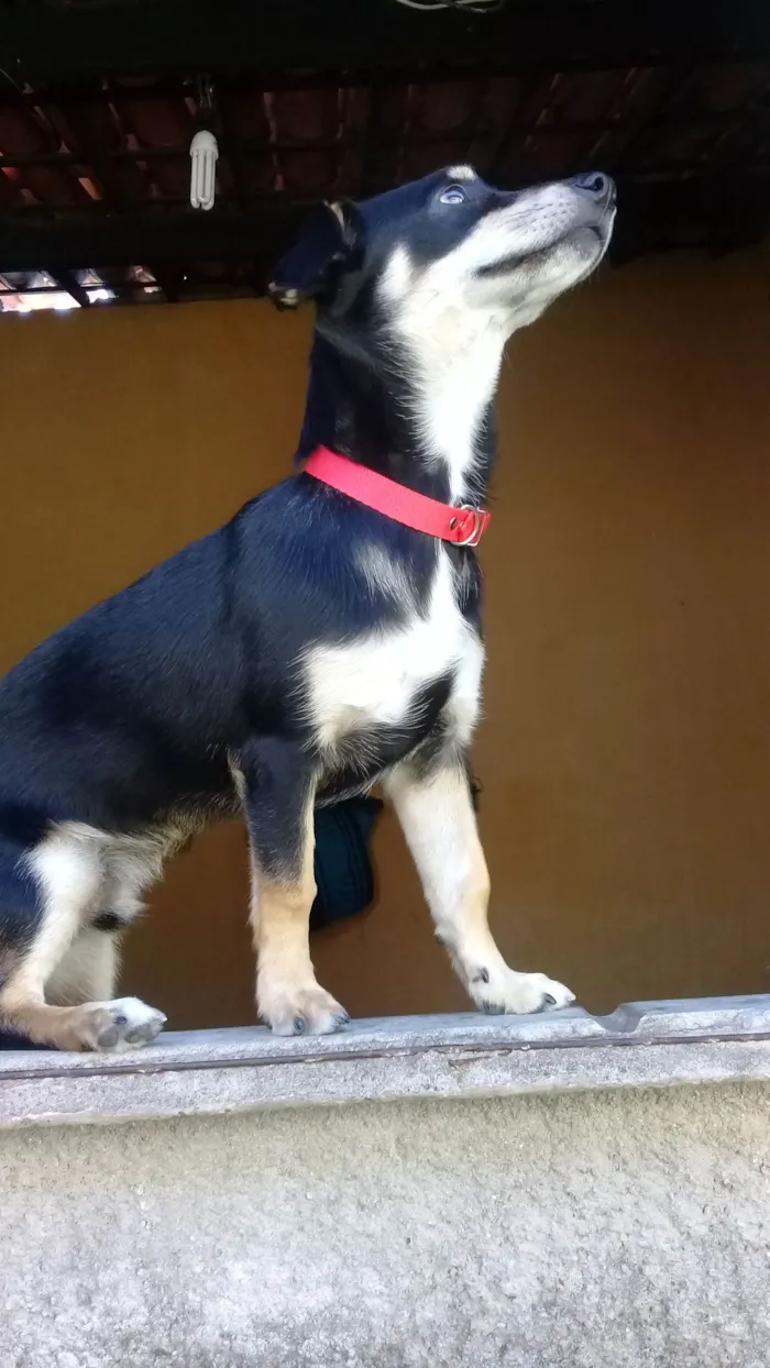 Cachorro ra a SRD-ViraLata idade 6 ou mais anos nome Bob 
