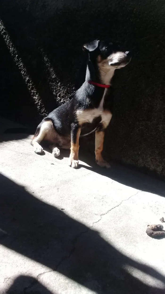 Cachorro ra a SRD-ViraLata idade 6 ou mais anos nome Bob 