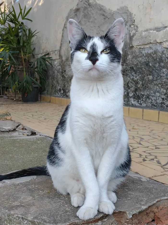 Gato raça SRD idade 3 anos nome Duquesa
