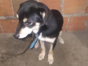 Cachorro raça SRD-ViraLata idade 6 ou mais anos nome Bob 