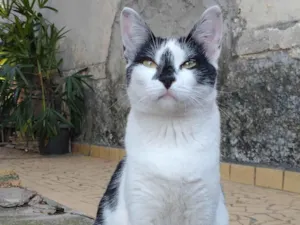 Gato raça SRD idade 3 anos nome Duquesa