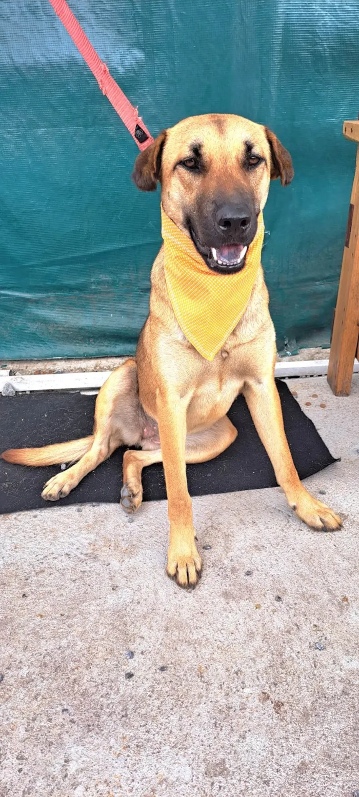 Cachorro raça SRD-ViraLata idade 1 ano nome Moana