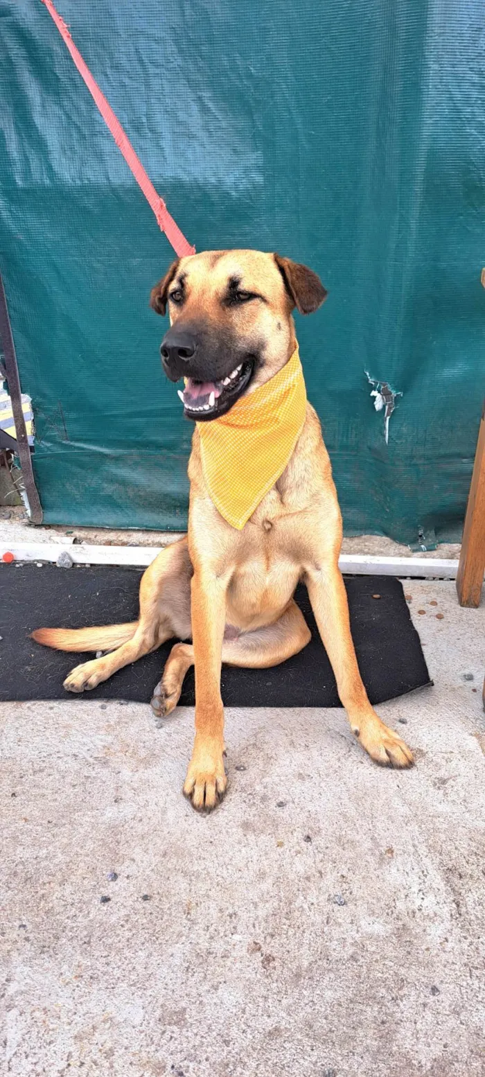 Cachorro raça SRD-ViraLata idade 1 ano nome Moana