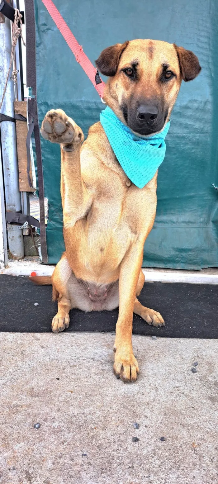 Cachorro raça SRD-ViraLata idade 1 ano nome Moana