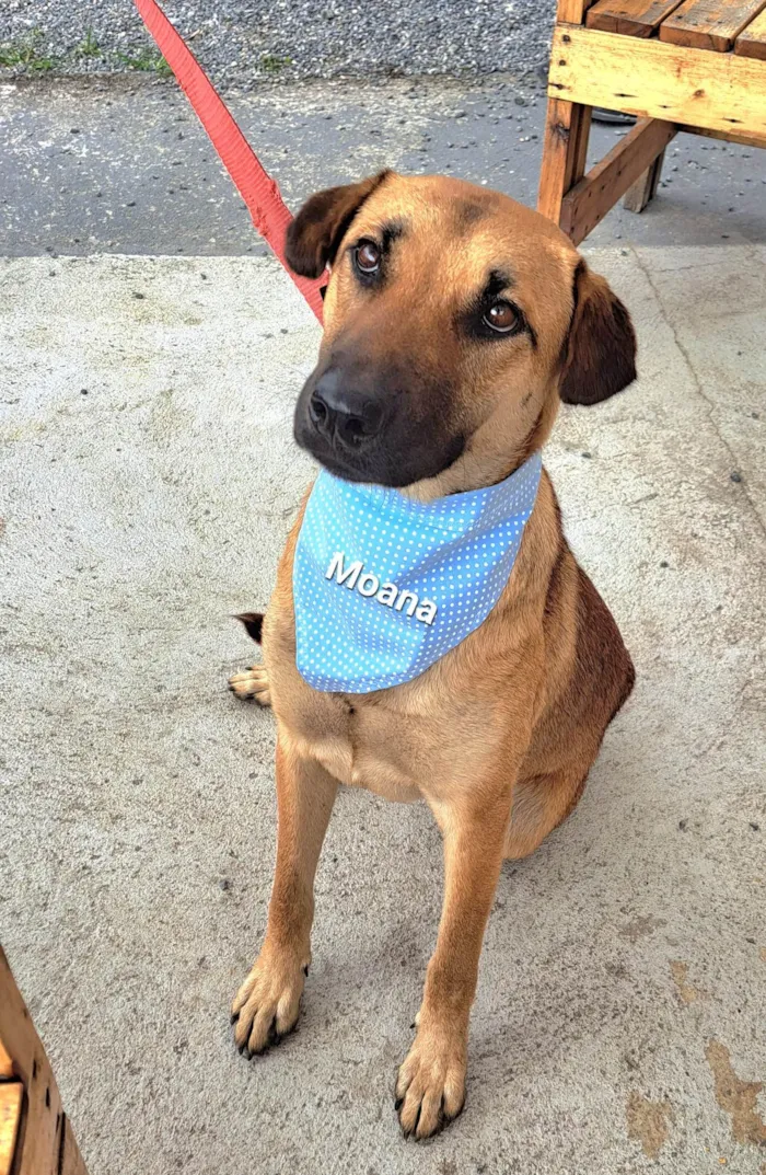 Cachorro raça SRD-ViraLata idade 1 ano nome Moana