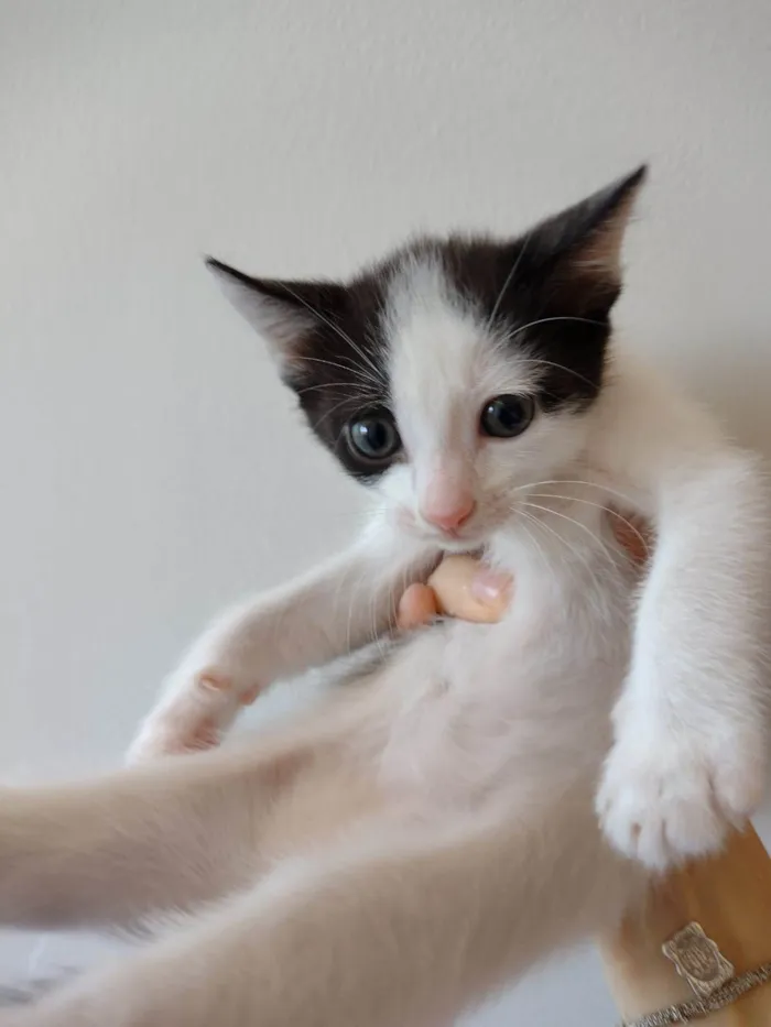 Gato ra a SRD-ViraLata idade Abaixo de 2 meses nome Amora 