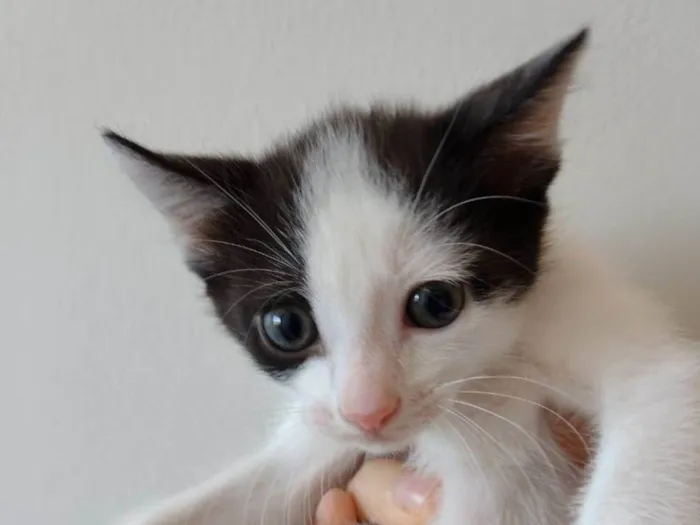 Gato ra a SRD-ViraLata idade Abaixo de 2 meses nome Amora 
