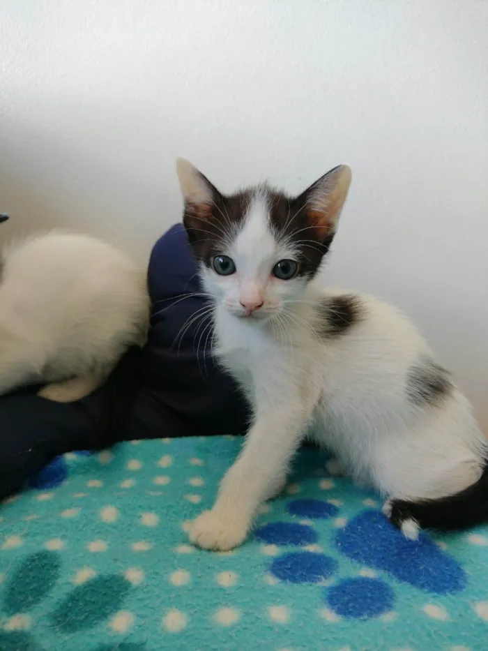 Gato ra a SRD-ViraLata idade Abaixo de 2 meses nome John 