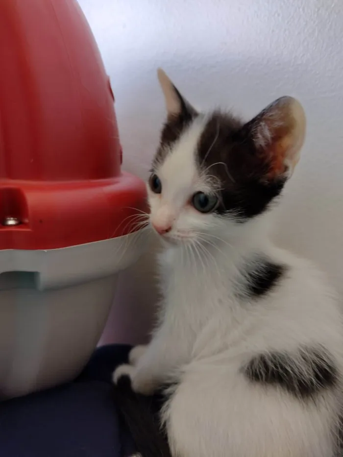Gato ra a SRD-ViraLata idade Abaixo de 2 meses nome John 