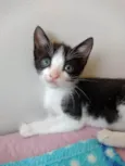 Bob 