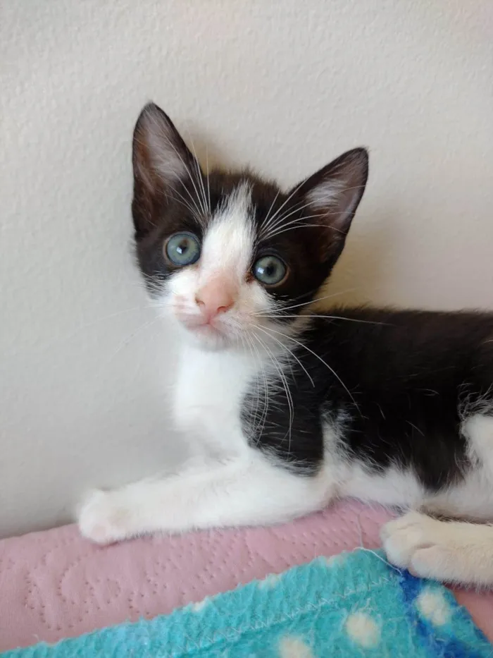 Gato ra a SRD-ViraLata idade Abaixo de 2 meses nome Bob 