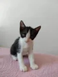 Bob 