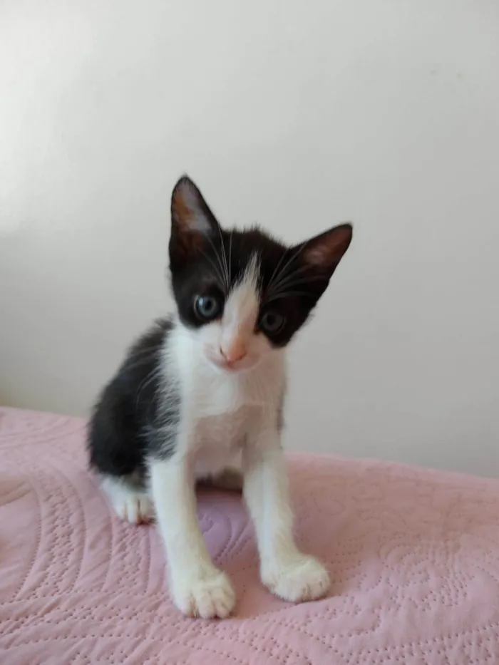 Gato ra a SRD-ViraLata idade Abaixo de 2 meses nome Bob 