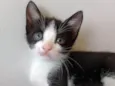 Bob 