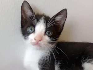 Gato raça SRD-ViraLata idade Abaixo de 2 meses nome Bob 