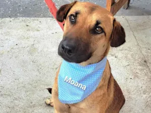 Cachorro raça SRD-ViraLata idade 1 ano nome Moana