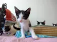 Elvis 