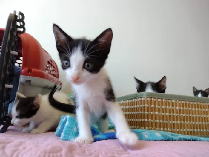 Gato ra a SRD-ViraLata idade Abaixo de 2 meses nome Elvis 