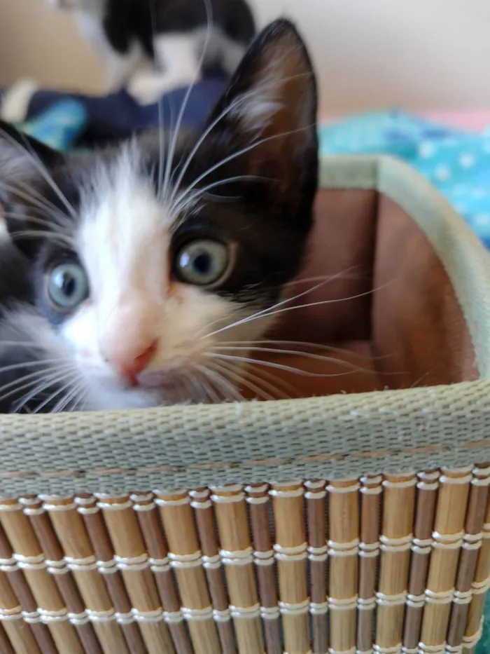 Gato ra a SRD-ViraLata idade Abaixo de 2 meses nome Elvis 