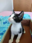 Elvis 