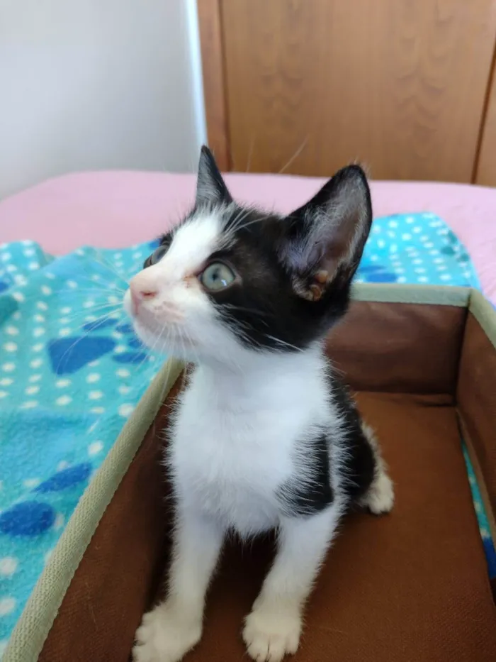 Gato ra a SRD-ViraLata idade Abaixo de 2 meses nome Elvis 
