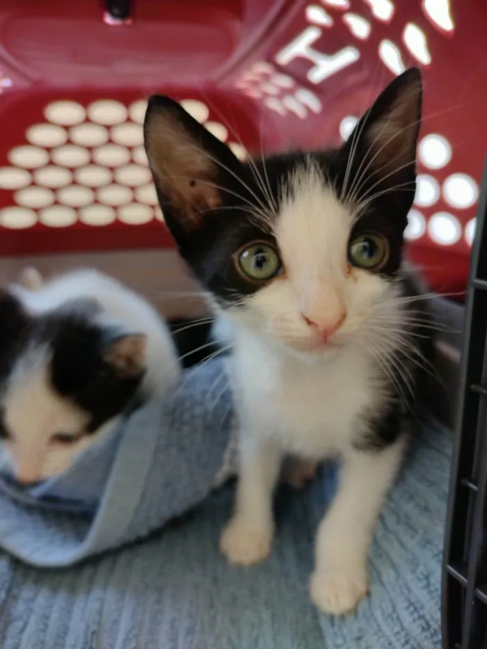 Gato ra a SRD-ViraLata idade Abaixo de 2 meses nome Elvis 