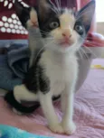Elvis 
