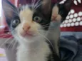 Elvis 