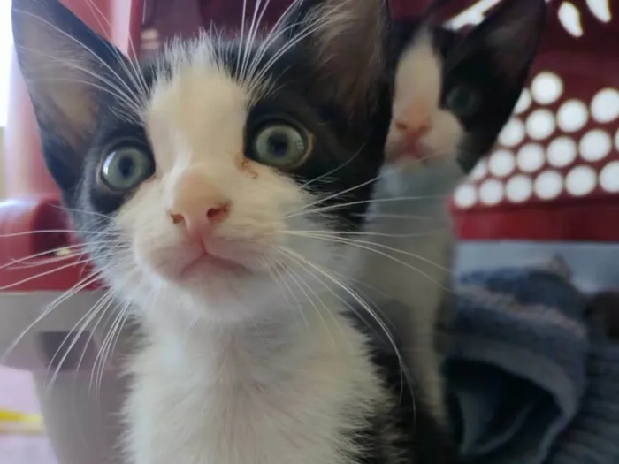 Gato ra a SRD-ViraLata idade Abaixo de 2 meses nome Elvis 