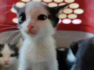 Gato raça SRD-ViraLata idade Abaixo de 2 meses nome Amora 
