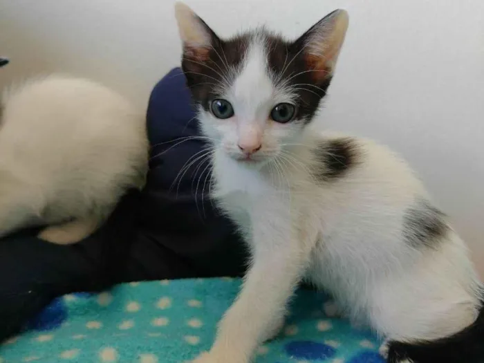 Gato ra a SRD-ViraLata idade Abaixo de 2 meses nome John 