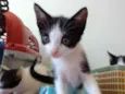 Elvis 