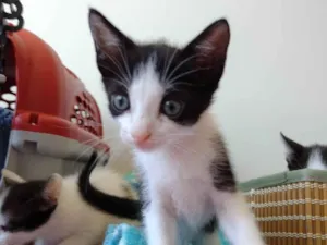 Gato raça SRD-ViraLata idade Abaixo de 2 meses nome Elvis 