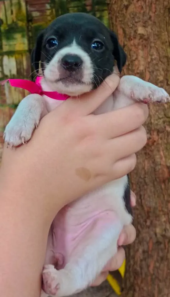 Cachorro ra a SRD-ViraLata idade Abaixo de 2 meses nome Maria 