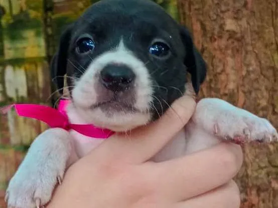 Cachorro ra a SRD-ViraLata idade Abaixo de 2 meses nome Maria 