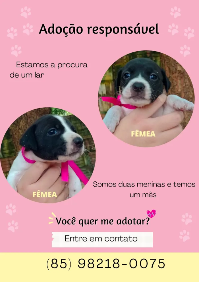 Cachorro ra a SRD-ViraLata idade Abaixo de 2 meses nome Duda e Maria 
