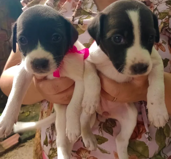 Cachorro ra a SRD-ViraLata idade Abaixo de 2 meses nome Duda e Maria 