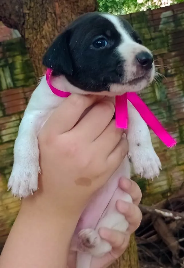 Cachorro ra a SRD-ViraLata idade Abaixo de 2 meses nome Duda e Maria 
