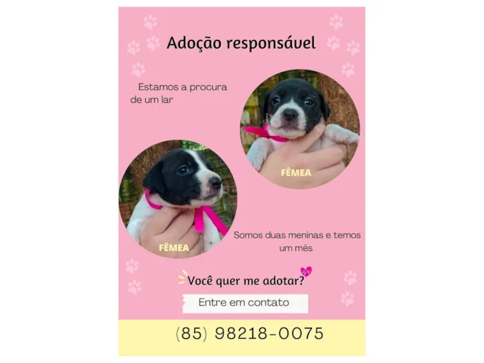 Cachorro ra a SRD-ViraLata idade Abaixo de 2 meses nome Duda e Maria 